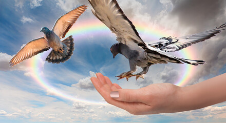 Freedom and peace concept - The woman hands free the pigeon into the sky