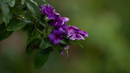 Purple flowers