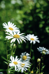Wild camomile flowers