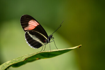 Fototapeta na wymiar Red Postman - Heliconius erato, beautiful colorful butterfly from New World, Panama.