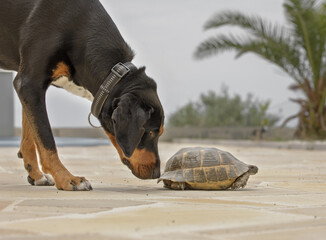 dog with turtle 