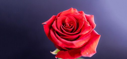 Close-up of a macro shot of a red rose Selective focus