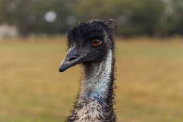 emu close up