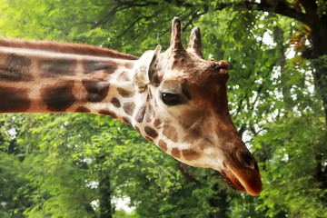 giraffe animal head against a background of green plants or trees