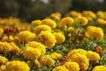 Marigold yellow flowers in garden