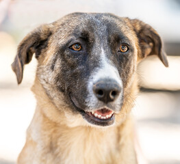 A portrait of a beautiful dog looking at the horizon