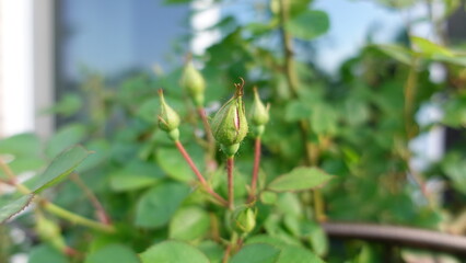 Collection of rose bush buds in soft lighting, close up