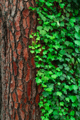Tree and vine texture