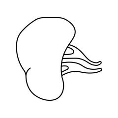 Spleen, anatomy flat line icon. Human spleen