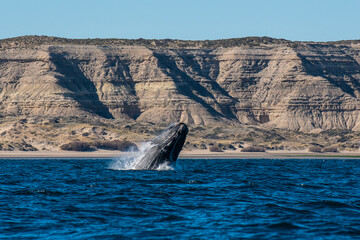 Fototapeta premium Right whale jumping,Peninsula Valdes, Patagonia , Argentina