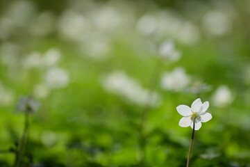 ニリンソウの群生地