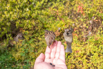 Sparrow eats seeds from a man's hand