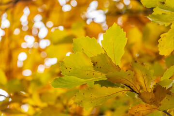 Oak branches with yellow leaves in autumn park