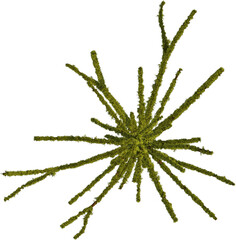 Top view of dead tree