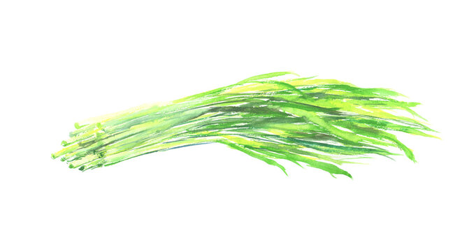 水彩で描いた大麦若葉のイラスト