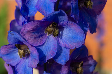 delphinium flower in the garden