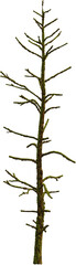 Side view of dead tree
