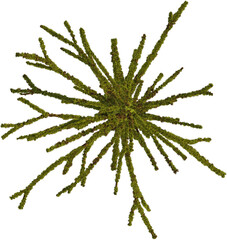 Top view of dead tree