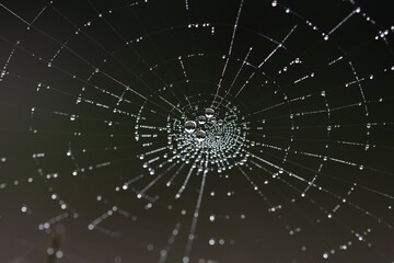 spider web with dew drops