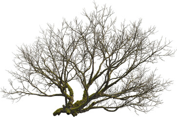 Side view of dead tree