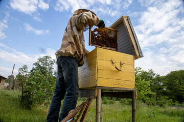 A beekeeper checks the bees in the hive