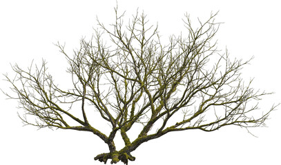 Side view of dead tree