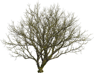 Side view of dead tree