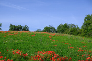 Champ recouvert de  magnifiques et nombreux coquelicots rouges