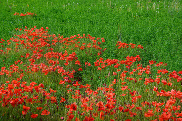 Fototapeta premium Champ recouvert de magnifiques et nombreux coquelicots rouges