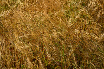 Champ de blé au mois de juin