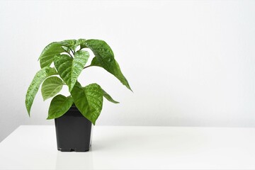 Chocolate scotch bonnet pepper plant (Capsicum chinense), chilli grown indoors. Green leaves with a black pot, isolated on a white background. 
