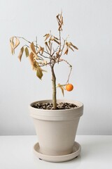 Citrus madurensis, an indoor miniature orange calamondin tree, is a houseplant with green leaves...