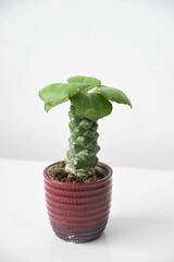 Euphorbia ritchiei (Monadenium ritchiei) houseplant in a red pot, isoalted on a white background. Green succulent cactus with leaves. White negative space for text. Portrait orientation.
