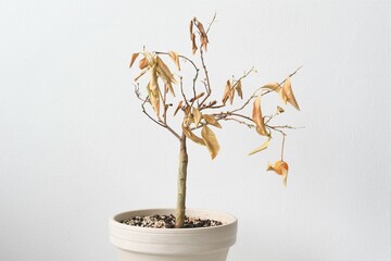 Citrus madurensis, an indoor miniature orange calamondin tree, is a houseplant with green leaves and small orange fruit. Plant is dying and neglected with dry leaves. Landscape orientation.