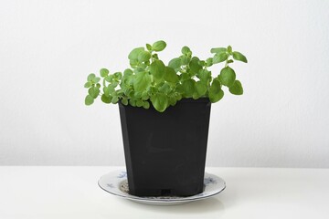 Oregano plant (Origanum vulgare) grown indoors in a black pot. Herb isolated on a white background. Negative space for text, landscape orientation.