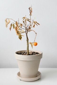Citrus madurensis, an indoor miniature orange calamondin tree, is a houseplant with green leaves and small orange fruit. Plant is dying and neglected with dry leaves. Portrait orientation.