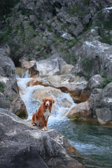 Fototapeta the dog sitting on the stone at waterfall. Walking with a pet. Cute Nova Scotia duck retriever in the mountains obraz