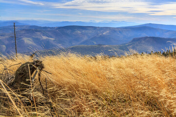 View through tall dry grass from the hiking trail near Skrzyczne on an autumn sunny afternoon in Beskid Śląski, Poland