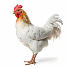 Fototapeta premium rooster chicken isolated on white background
