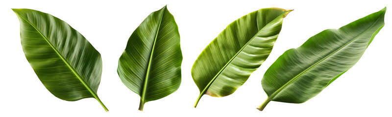 Fototapeta premium Fresh whole banana leaf isolated on transparent background, Generative AI Technology