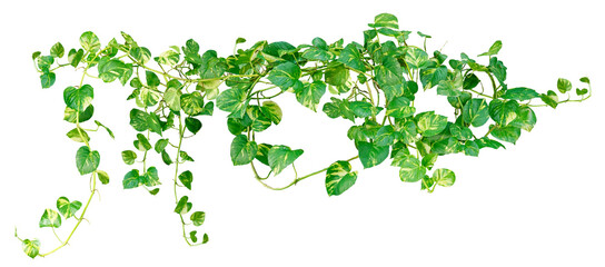Heart shaped green variegated leave hanging vine or foliage tropical houseplant isolated. Png transparency