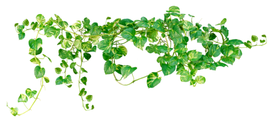 Heart shaped green variegated leave hanging vine or foliage tropical houseplant isolated. Png transparency