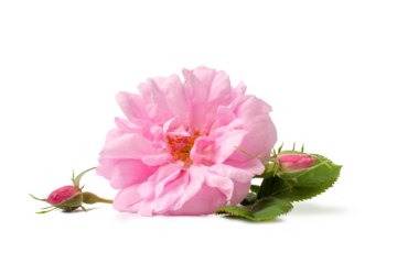 Rosa damascena. Damask rose. Oil-bearing rose.