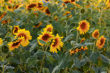 Beautiful panoramic view of the field of sunflowers in the summer. Sunflowers grow in a large field. Long rows of a beautiful yellow sunflower in a field under a blue sky.