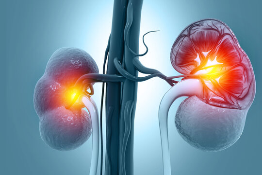 Human kidney cross section.3d illustration