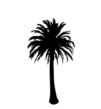 palm trees silhouette
