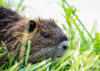 Nutria by the water