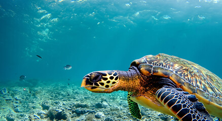 Obraz na płótnie Canvas beautiful sea turtle swimming in the middle of the sea in crystal clear water