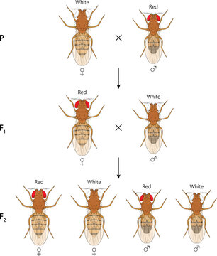 X-linked inheritance. Сross between White-eyed female Fruit Fly (Drosophila melanogaster) and Red-eyed male.