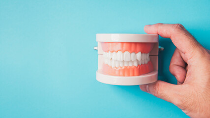 Hand holding teeth gum jaw model on blue background with copy space. Medical healthy beauty teeth...